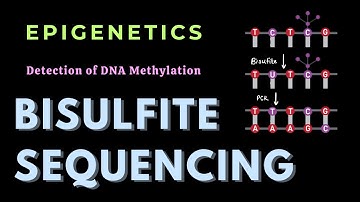 Bisulfite sequencing | DNA methylation | Epigenetics