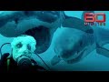 Face to face with great white sharks: Outside the cage and totally exposed | 60 Minutes Australia