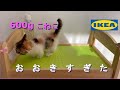 【IKEA】人形用ベッド ドゥクティグが子猫に大きすぎたので…【DUKTIG】