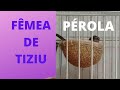 Fêmea de tiziu (Pérola irmã do Jóia)  Volatínia Jacarina