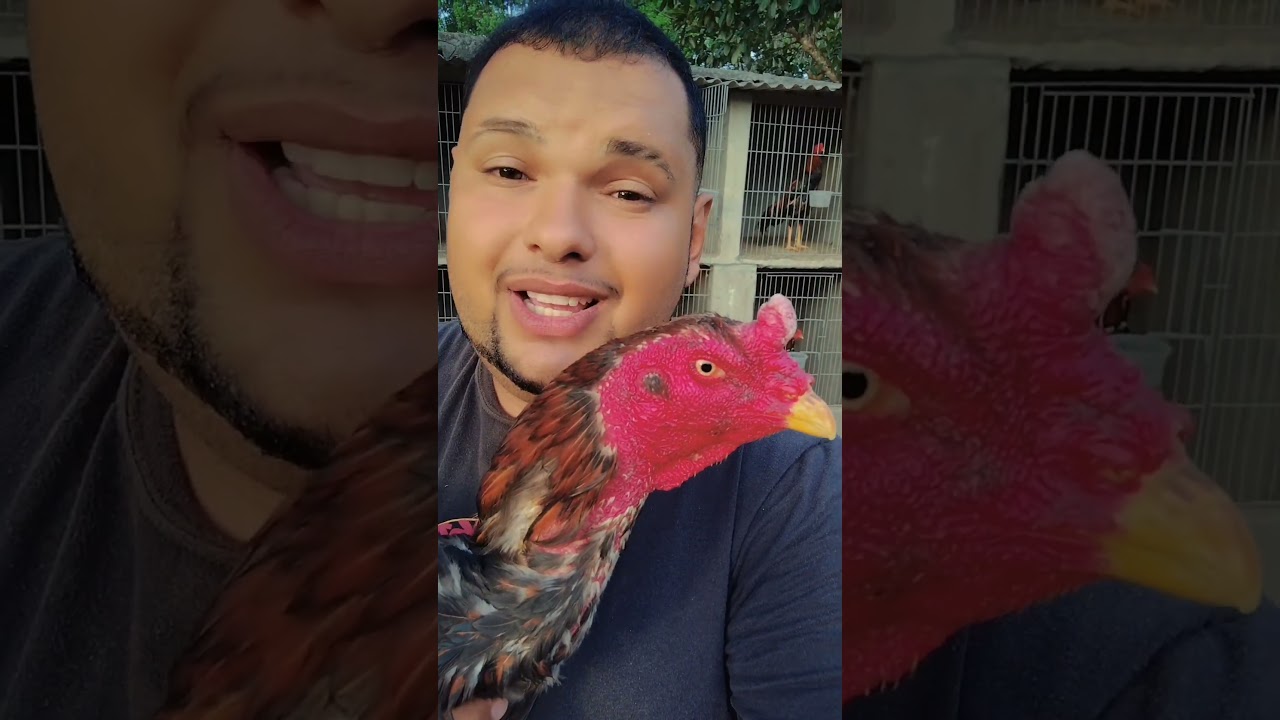 galo rel&acirc;mpago vai trazer resultado #animais #dicas #galo