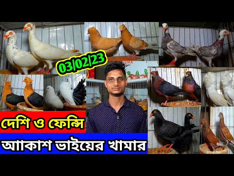 আকাশ ভাইয়ের খামার থেকে কম দামে কবুতর কিনুন। দেশি ও ফেন্সি কবুতর বিক্রি