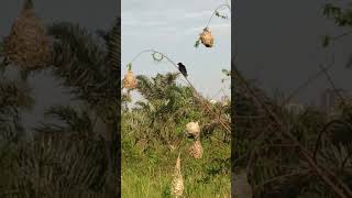 sounds of vieillots black weaver bird nesting in natures wildlife|rooster crow birds sounds 🪹#viral