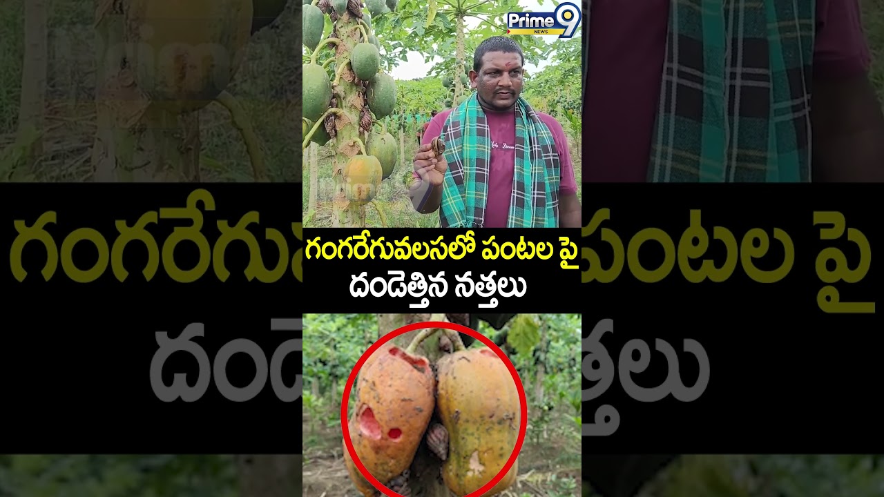 గంగరేగువలసలో పంటలపై దండెత్తిన నత్తలు | Parvathipuram Manyam District | Prime9 News |