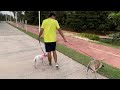 LEVAMOS NOSSA NOVA CACHORRINHA PARA PASSEAR PELA PRIMEIRA VEZ!! - Família Velhote