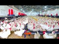 Millions of chicken breeding farm  modern chicken harvester  poultry slaughter  processing line