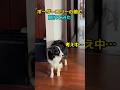 天才犬の神対応！かくれんぼの結果が天才的 #ボーダーコリーの知能 #1分いきもの