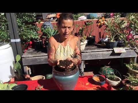 Video: Plumeria ümberistutamise näpunäited: millal ja kuidas Plumeria taimi ümber istutada