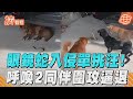 眼鏡蛇入侵民宅驚醒汪!　3忠犬英勇護家「圍攻逼退」｜TVBS新聞@TVBSNEWS01