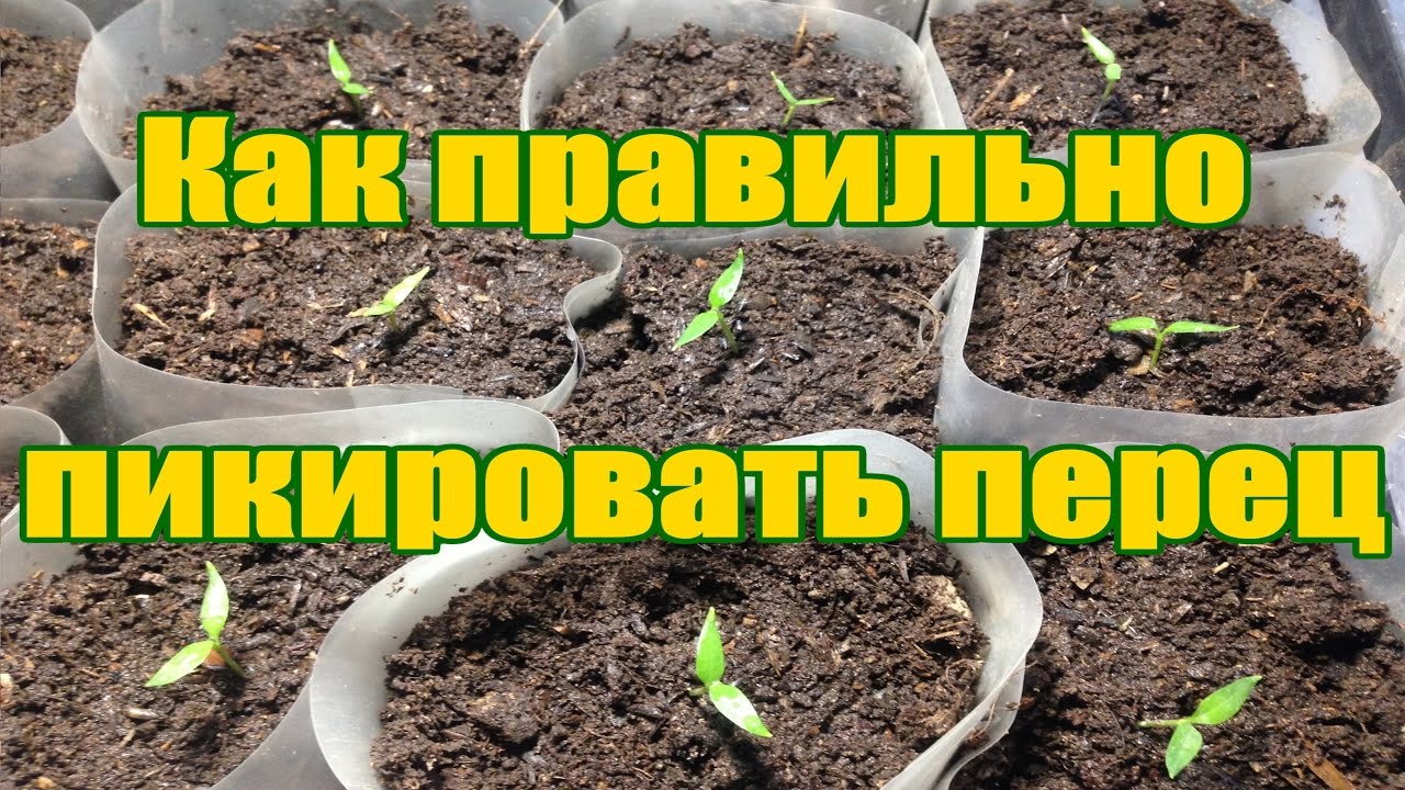 Нужна ли пикировка перцам. Пикировка рассады томатов. Во что пикировать рассаду перца. Пикирование рассады перца. Пикировка перца на рассаду.