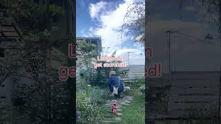 Japanese Garden Rose Care — Spraying at the Wrong Time 😅