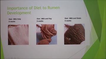 Pre-Ruminant Nutrition for Optimum Rumen Development