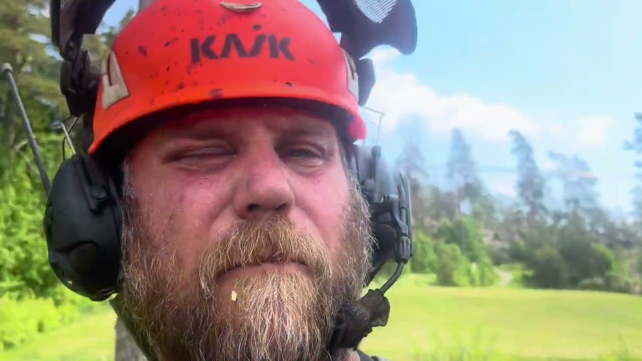 Fällning av grova träd, mycket slå på kil. Dag 1 i Väddö