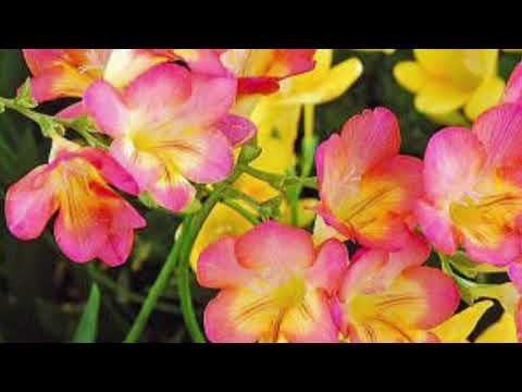 いのちの歌　ソプラノパート　(高根沢フリージアコーラス練習用)