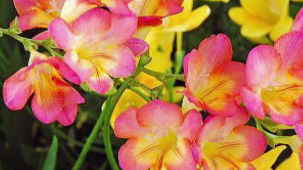 いのちの歌　ソプラノパート　(高根沢フリージアコーラス練習用)