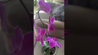 This orchid blooms again