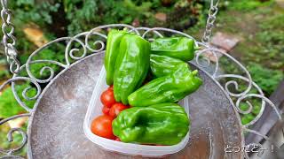 日々のにわ 番外編 きのこと蜂