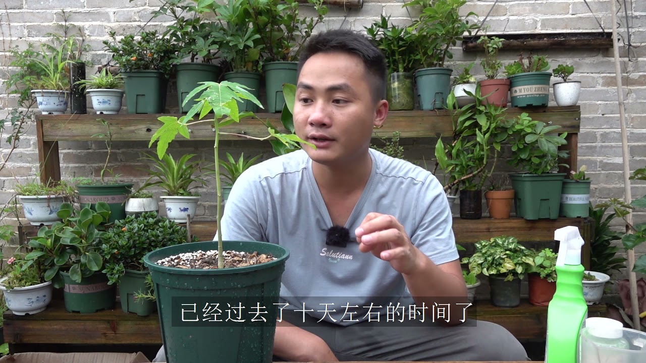 养盆栽木瓜 牢记一个不做一个必做 迅速长粗长出小木瓜 Youtube