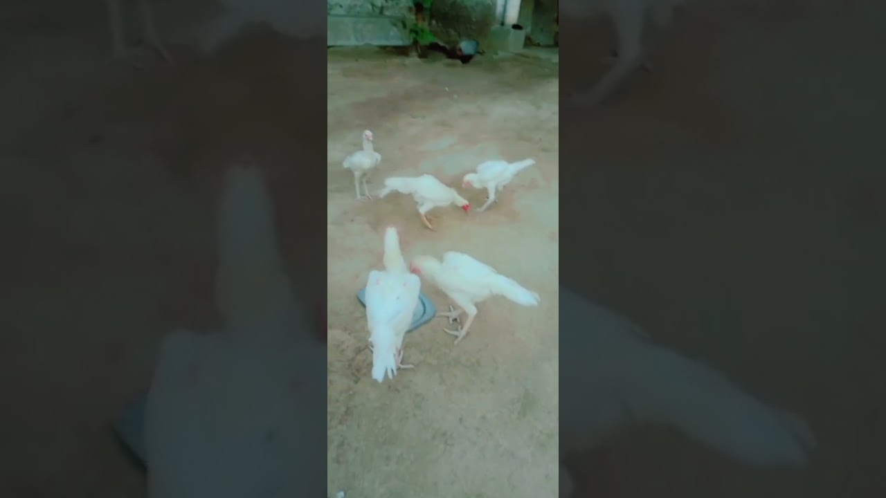 heera aseel chicks