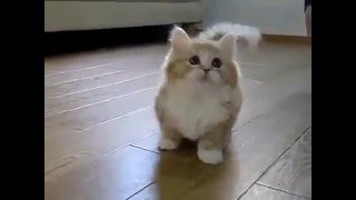 Домашние питомцы. Коротконогий котенок Домашние питомцы. Коротконогий котенок