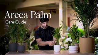 Areca Palm Care Guide  How to Pick, Place, and Parent Your New Plant