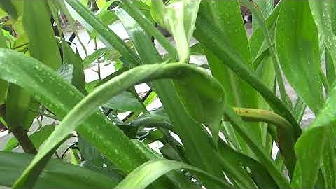 cây phong thủy - cây chiêu tài - cây ngải cầu tài - phong thủy vạn lộc