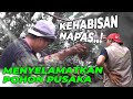 PAKE RAMUAN TA* ALPACA UNTUK MENYELAMATKAN POHON PUSAKA 😟