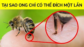 Tại sao ong không sống sót sau khi đốt bạn (và những sự thật về động vật khác)