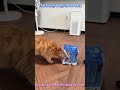 This is so funny, l couldn't stop laughing #funny#doddlersoftiktok #funnyvideos#duet