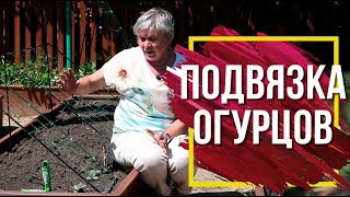 Почему нужно подвязывать огурцы 🥒 Огурцы На Шпалере 🥒 Советы От Garden zoo ✔️