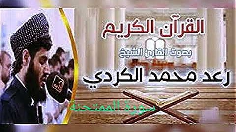 سورة الممتحنة بصوت رعد الكردي