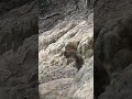 人間のようにおりてくるお猿さん🐵