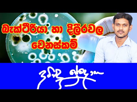 බැක්ටීරියා හා දිලීරවල වෙනස්කම් Differences between bacteria and fungi cells