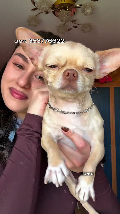 Ваш любимчик  снова в кадре#353797097#353776622#122874065#353799887 #shorts 