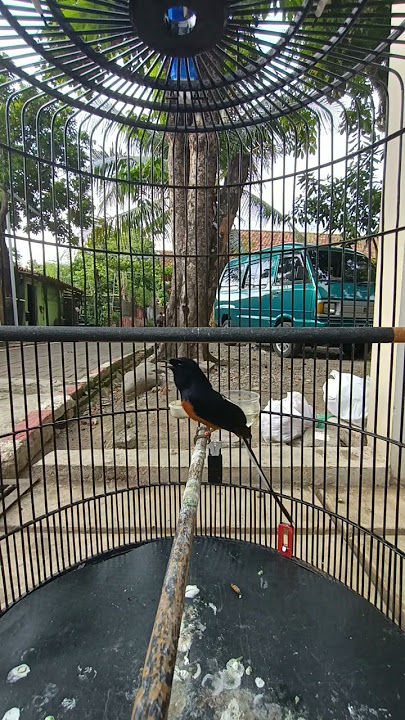 Burung Murai Batu seri F setelah di sauna kering.