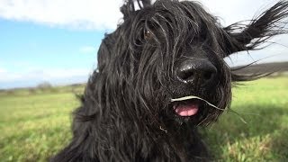 Dogs in Slow Motion  Samy the Briard († 2014)