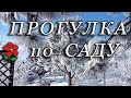 Один день в саду. В городе так не бывает! Утро, день, солнечный день. Птицы и псы. Наша идиллия.