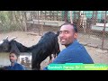 Santosh Sanap Nashik Gavran Cross Beetal Goat Farm|Fodder#Purchase#Sales Managment|Cutting Market Ex