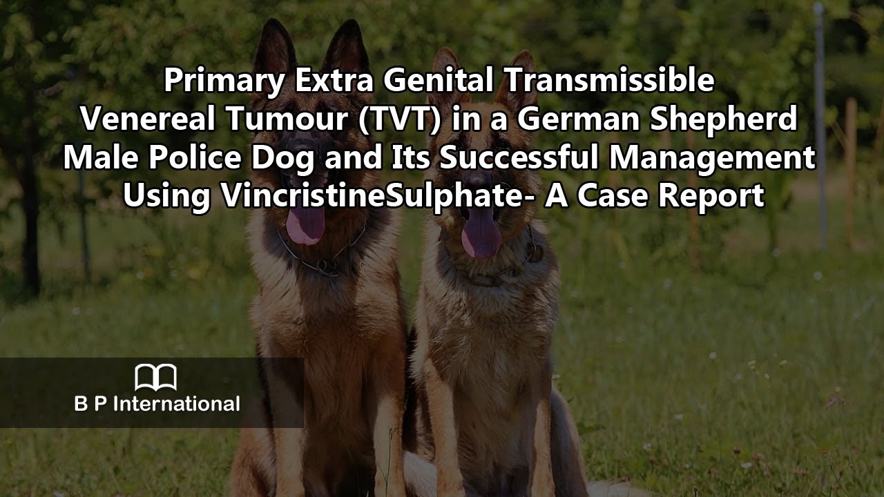 Primary Extra Genital Transmissible Venereal Tumour (TVT) in a German Shepherd Male
