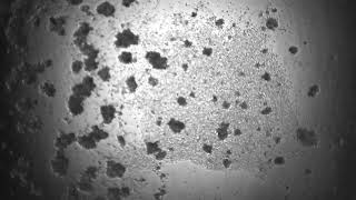 Video of cellular dynamics captured across 96 well-plate with a multi-camera array microscope - full