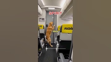 Dog SAVES Spirit Flight from Disaster 😳