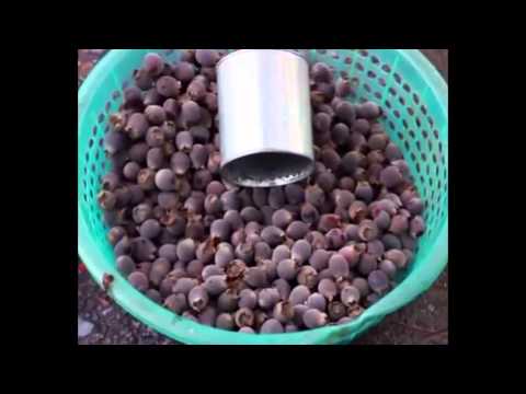 Video RƯỢU SIM 7 GÁO - ĐẶC SẢN PHÚ QUỐC - youtube