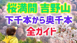 吉野山 2024 桜満開！絶景の千本桜 全ガイド