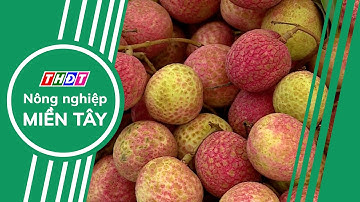 Mùa vãi ở Hải Dương thắng lớn, người dân thu lãi khá | Nông nghiệp Miền Tây