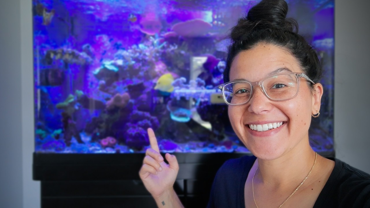 Flipping Acan Colonies To Pay the Bills
