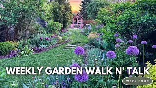 Weekly Garden Tour \/ Alliums, Bearded Iris, Late Tulips, Lilacs, Geums, Azalea, Repetition Plantings