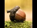 Acorn to Oak Tree