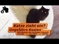 ðŸ”¥Wie viel kostet eine Katze monatlich? Katze zieht ein - ungefaÌˆhre KostenuÌˆbersicht