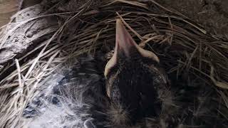 BlueJay Nest 🪺