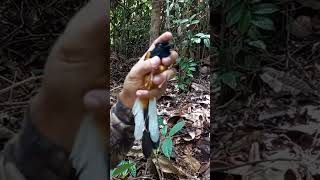 Download Lagu POIN MURAI BATU BORNEO ORI MP3